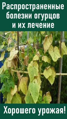 Желтые пятна на листьях огурцов: что делать, почему появляются, чем лечить  и обрабатывать в теплице и открытом грунте