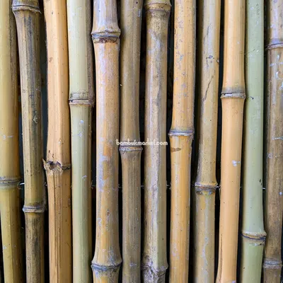 Забор из бамбука, купить по низкой цене в Москве - Good Zabor