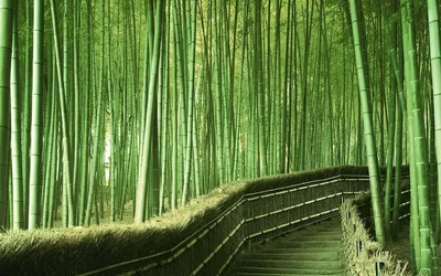 забор из бамбука. творческий фон. Stock Photo | Adobe Stock