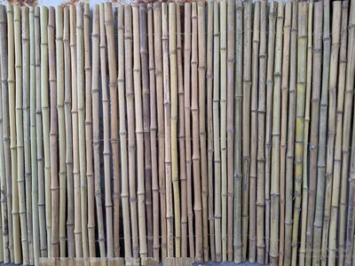 Забор тонкого бамбука стоковое фото. изображение насчитывающей шланг -  203611942