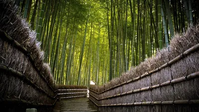 Открытый забор забор в японском стиле плетеные изделия из бамбука забор  двор сад бамбуковый столб бамбуковый забор бамбуковая стена бамбуковый забор
