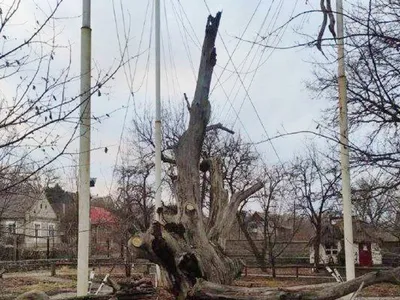 Легендарный Запорожский дуб уцелел и будет жить, фото - Газета МИГ