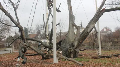 Как умирает легендарный 700-летний Запорожский дуб, – ФОТОРЕПОРТАЖ | Первый  запорожский