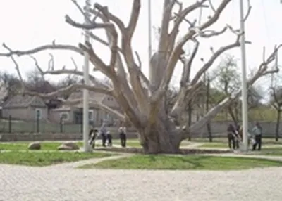 Легендарный 700-летний запорожский дуб погибает - Korrespondent.net