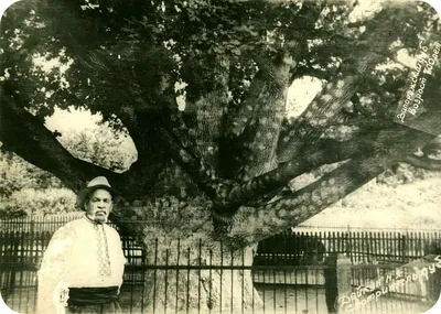 Как на Хортице выглядит запорожский дуб, которому 700 лет - Запорожье  Vgorode.ua