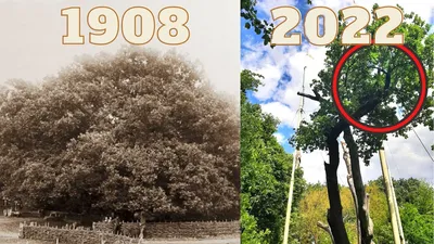Запорожский 700-летний дуб | Как выглядит эта локация в марте 2023 года -  YouTube