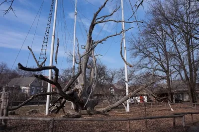 Запорожский 700-летний дуб хотят выковать из металла. Фото | Репортер UA