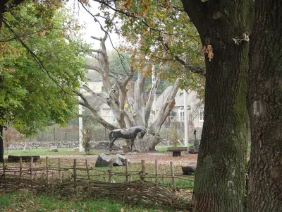 700-летний дуб| Запорожье| Выдающиеся туристические места Украины, России и  Белоруссии| Туристическая компания «ТамТур»