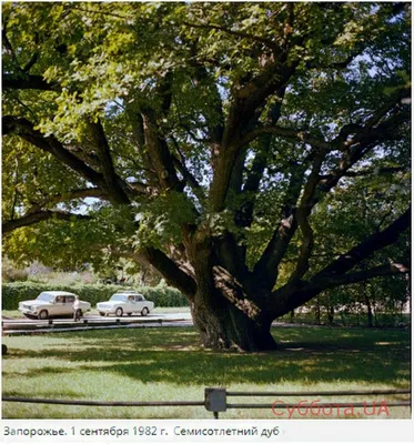 Запорожский дуб, Запорожье: информация, фото, отзывы