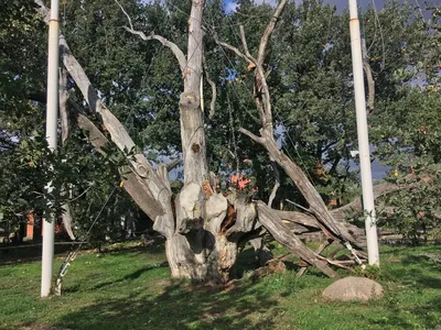 Рогов сообщил о гибели 700-летнего дуба в Запорожье | Природа | Общество |  Аргументы и Факты
