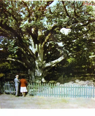 Шестисотлетний Запорожский дуб | Фотоальбом, Дуб, Садовые деревья