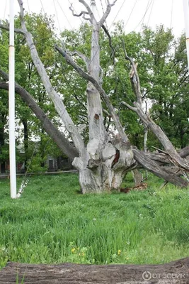 Ппц! Запорожский дуб. Что осталось от культурно-исторического комплекса!?  700 летний дуб - YouTube