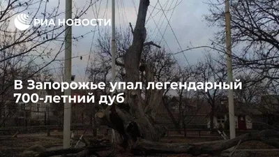 Оккупанты спилили на дрова 600-летний дуб в Запорожской области - Запорожье  Vgorode.ua