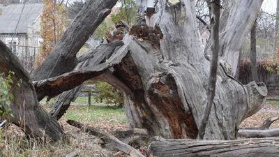 Как выглядит Запорожский дуб сейчас и сто лет назад - фото, видео -  ІНДУСТРІАЛЬНЕ ЗАПОРІЖЖЯ - Новости СМИ. Запорожье. Городской портал