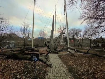 Страшное предзнаменование для Украины связано с гибелью 700-летнего дуба в  Запорожье | SM NEWS | Дзен