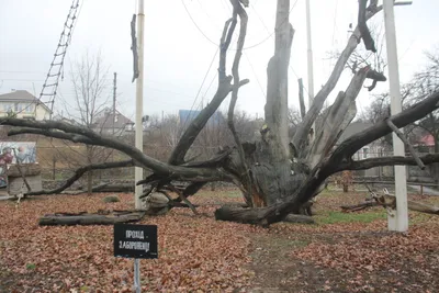 В Запорожье продолжает погибать 700-летний дуб, – ФОТОРЕПОРТАЖ | Первый  запорожский