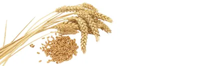 Секреты действия масла зародышей пшеницы 🌾 | NEFERTITI