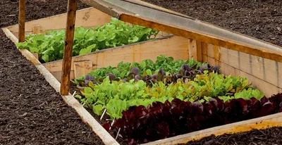 Топ 14 полезной зелени на грядке - GreenMarket