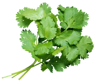 Топ 14 полезной зелени на грядке - GreenMarket