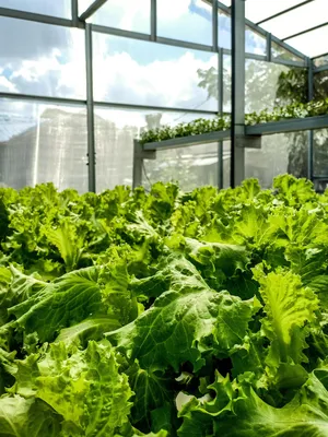 Вертикальный зелёный сад | Vertical garden diy, Gutter garden, Vegetable  garden design