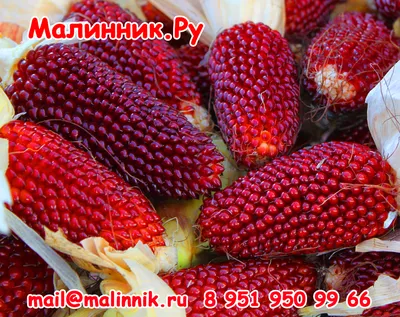 Кукуруза пурпурная \"ЗЕМЛЯНИЧНАЯ\" - МАЛИННИК.РУ