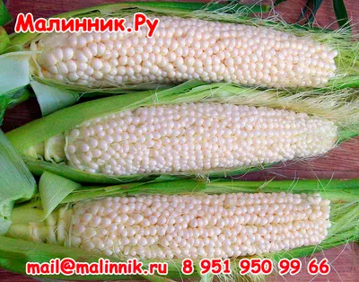 Кукуруза - царица полей · Вечерний Мурманск