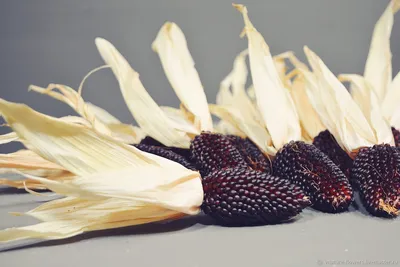 Сорта разноцветной кукурузы, и где ее используют - Agro-Market