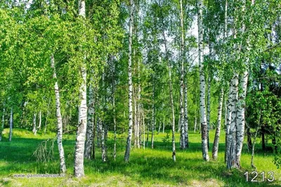 Береза, белая подруга! Тест АСН24 про самое «русское» дерево