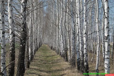 Береза Шмидта (55 фото) - 55 фото