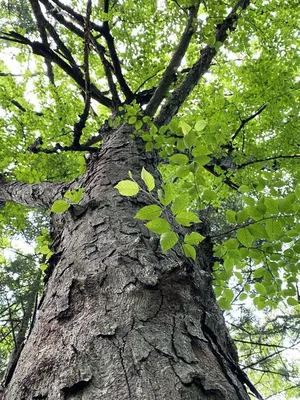 Коллекционный объект БСИ ДВО РАН: Betula schmidtii (Береза Шмидта, б.  железная)