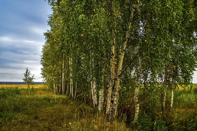 Старая береза связана с железной цепью Стоковое Фото - изображение  насчитывающей скоро, огромно: 124129044