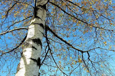 Береза – самое распространенное лиственное дерево на земле, а количество  видов… | ДОЗ «Строй Капитал» | Дзен