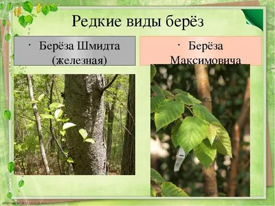 Железная береза фото фото