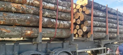 Железная береза (94 фото) »