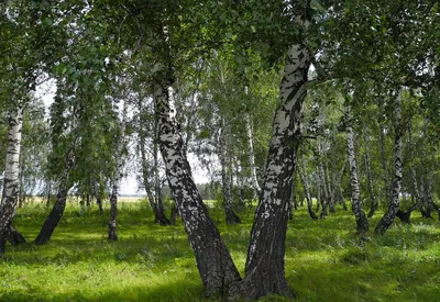 Береза Шмидта, железная – Betula schmidtii Regel. (1) — Мегаэнциклопедия  Кирилла и Мефодия — медиаобъект