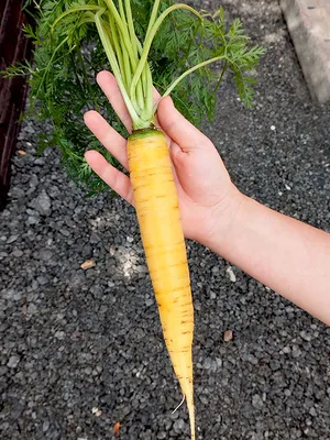 Морковь Жёлтая из Ду (Jaune du Doubs)