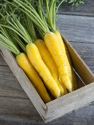 Морковь Солнечно-жёлтая (Solar Yellow)