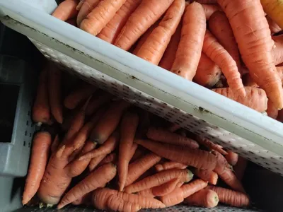 Морковь Желтая красавица - купить в магазине ПроСыр