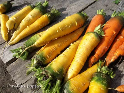 Морковь для плова: chasogor — LiveJournal