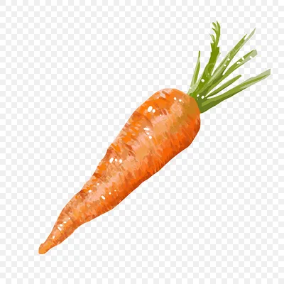 Что делать, если выросла желтая морковь? Инструкция для огородника | Есть  время под солнцем | Дзен