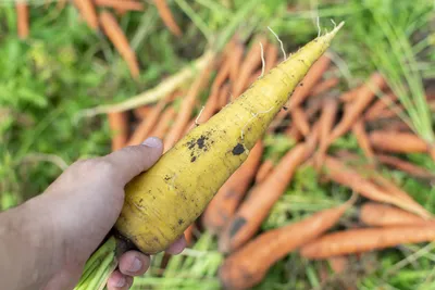 Морковь желтая - купить в Bazar Delivery, цена на Мегамаркет