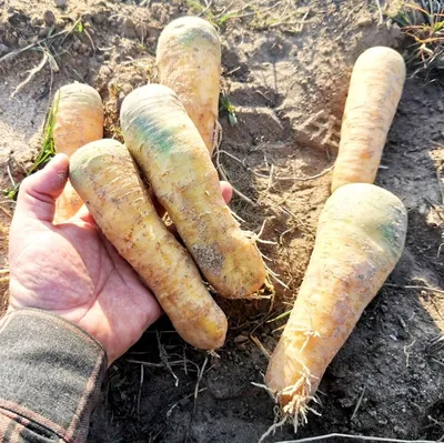 Морковь Чурчхела желтая (семена) купить по цене 74 ₽ в интернет-магазине  KazanExpress