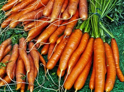 Морковь Семена Алтая Морковь Чурчхела желтая (0,2 г), 2 пакета - купить по  выгодным ценам в интернет-магазине OZON (1070576654)