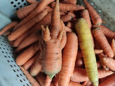 желтая морковь. иллюстрация зеленых листьев моркови Иллюстрация вектора -  иллюстрации насчитывающей еда, свежесть: 229438783