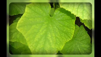 Что делать с желтыми пятнами на огурцах - Agro-Market24