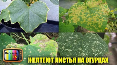 Садовая азбука: если у огурцов резко начали желтеть листья | Саратов 24