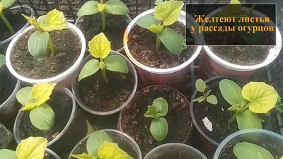 Желтые пятна на листьях огурцов: что делать с желтыми пятнами на огурцах -  Agro-Market