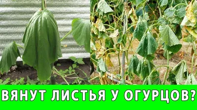 Паутинный клещ на огурцах: меры борьбы в теплице и в открытом грунте при  помощи народных, современных средств