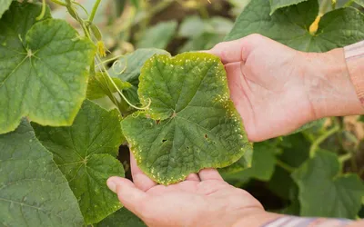 Огурцы желтеют и не растут: завязь огурцов желтеет и опадает - Agro-Market