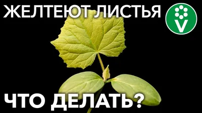 Что делать, если пожелтели листья огурцов? Поможет аптечное средство за 75  копеек - Telegraf.news
